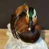 Taxidermy Mandarin duck