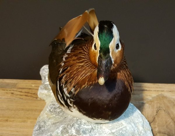 Taxidermy Mandarin duck