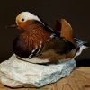 Taxidermy Mandarin duck