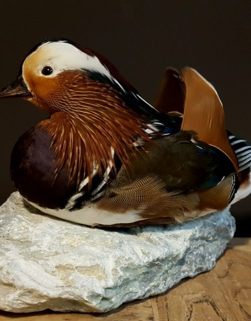 Taxidermy Mandarin duck