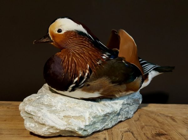 Taxidermy Mandarin duck