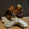 Taxidermy Mandarin duck