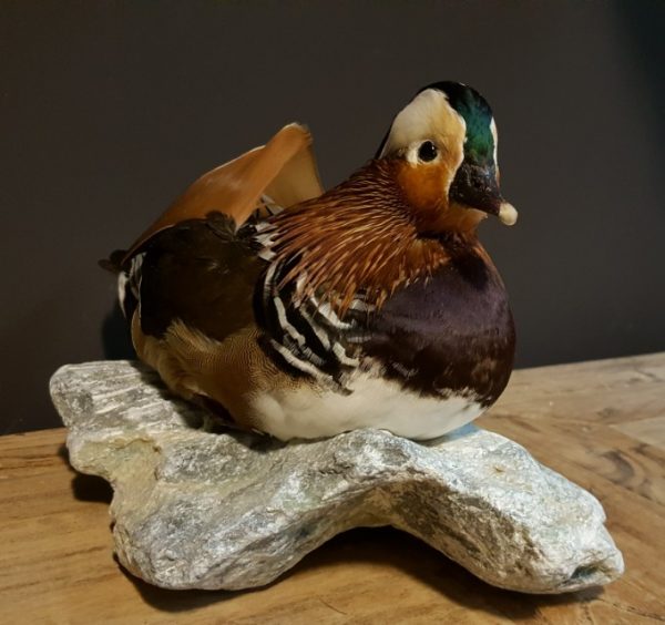 Taxidermy Mandarin duck