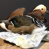 Taxidermy Mandarin duck