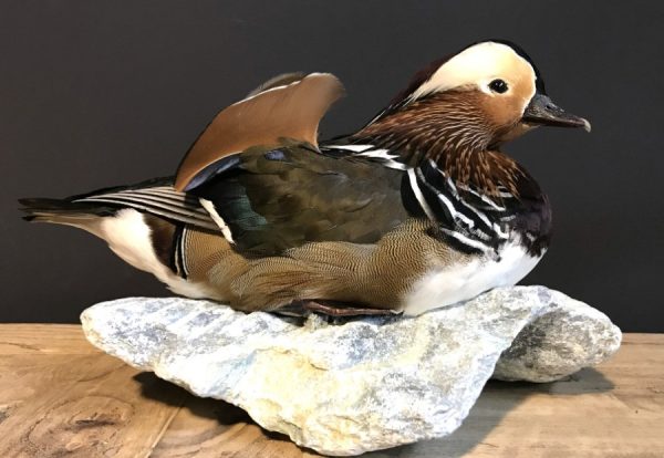 Taxidermy Mandarin duck