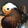 Taxidermy Mandarin duck
