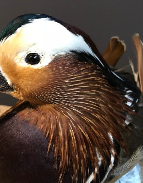 Taxidermy Mandarin duck