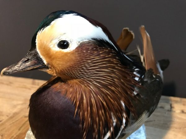 Taxidermy Mandarin duck