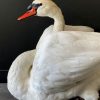 Recently mounted stylish swan.