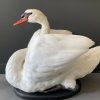 Taxidermy swan