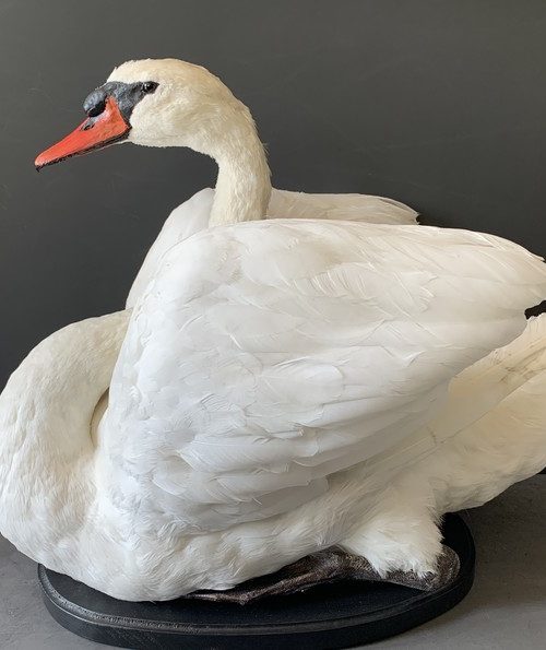 Taxidermy swan