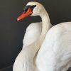 Taxidermy swan