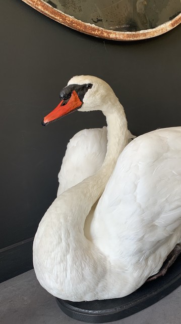 Taxidermy swan