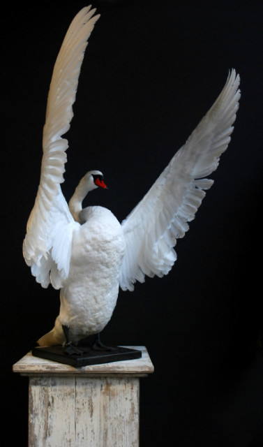 Graceful and impressive stuffed swan