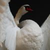 Graceful and impressive stuffed swan