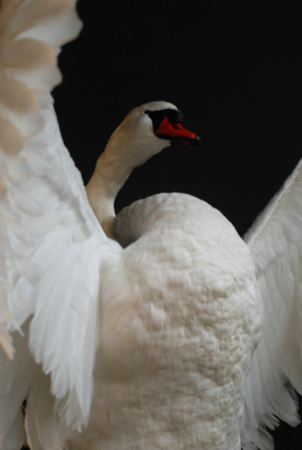 Beeindruckender ausgestopfter Schwan