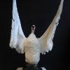 Graceful and impressive stuffed swan