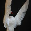 Graceful and impressive stuffed swan