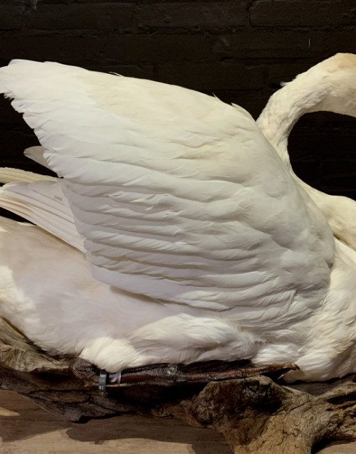 Stylish taxidermy white swan