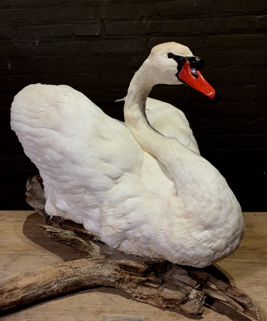 Stylish taxidermy white swan