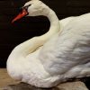 Stylish taxidermy white swan