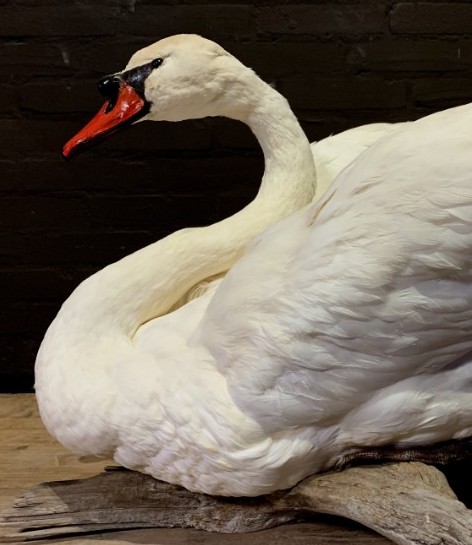 Stylish taxidermy white swan