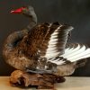 Impressive mounted  black swan