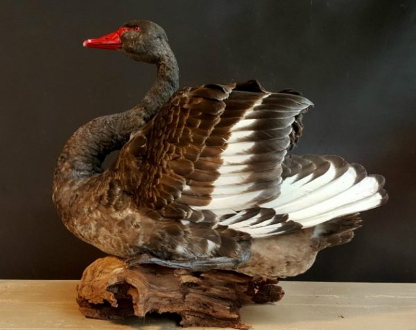 Impressive mounted  black swan
