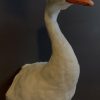 VO 261, Stuffed head of a Coscoroba swan