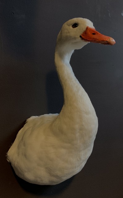 VO 261, Stuffed head of a Coscoroba swan