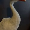 VO 261, Stuffed head of a Coscoroba swan