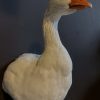 Taxidermy head of a goose