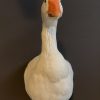 Opgezette taxidermie kop van een gans