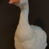 Taxidermy head of a goose