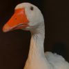 Präparat einer Kopf von einer Gans