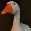 Taxidermy head of a goose