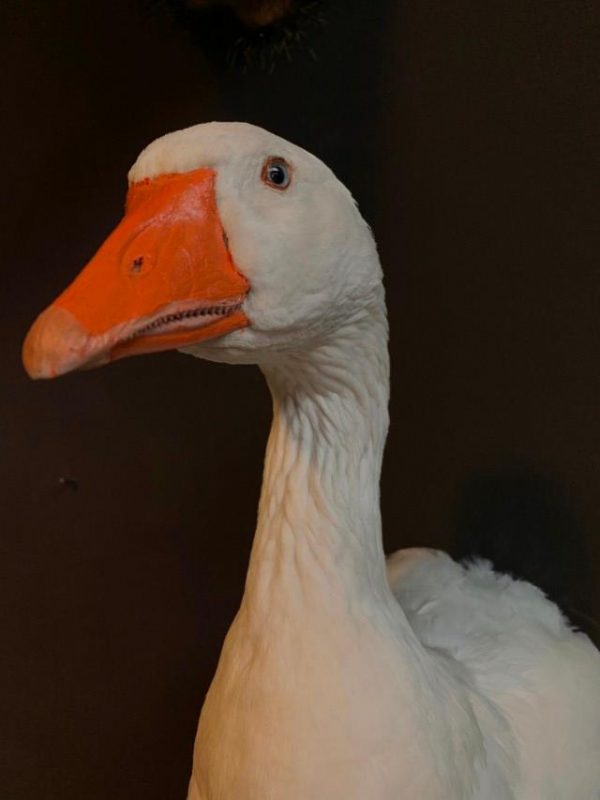 Opgezette taxidermie kop van een gans