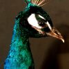 VO 300-A, Wonderful stuffed peacock on a pedestal