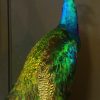 VO 300-A, Wonderful stuffed peacock on a pedestal