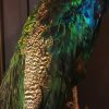 VO 300-A, Wonderful stuffed peacock on a pedestal