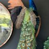 Stylish taxidermy peacock