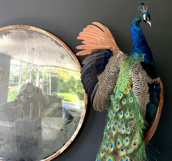 Stylish taxidermy peacock