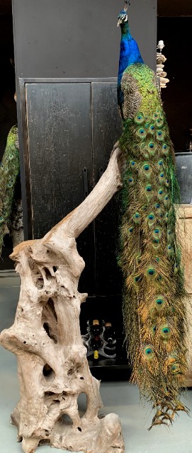 VO 300-C, Large blue peacock on wooden stump.