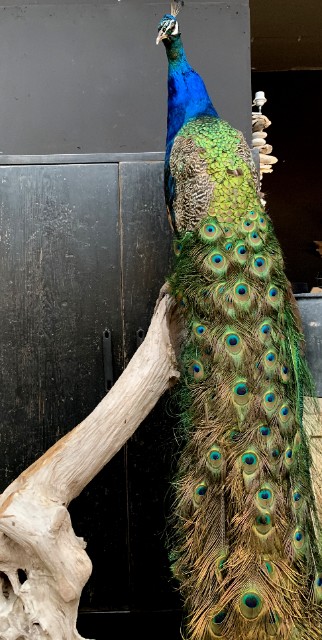 VO 300-C, Large blue peacock on wooden stump.