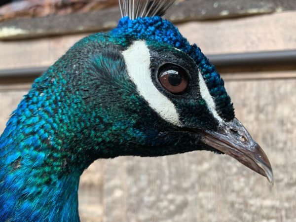 VO 301-A, Aufwändiger großer schwarzflügeliger Pfau