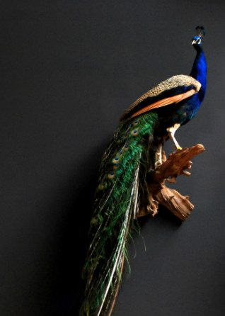 Stylish stuffed peacock.