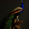 Stylish stuffed peacock.
