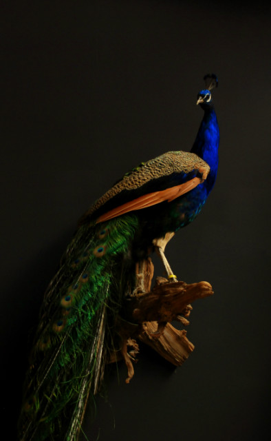 Stylish stuffed peacock.