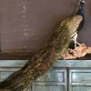 VO 315-A, Recently mounted blue peacock