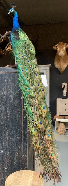 VO 315-B, Taxidermy black wing peacock.
